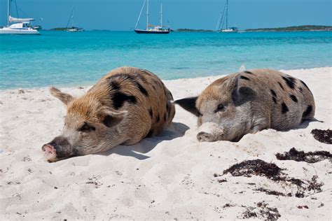 How to Get to Pig Island and the famous Swimming Pigs - Bahamas Air Tours