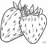 Strawberry Coloring Page Free Printable  Vrogueco sketch template