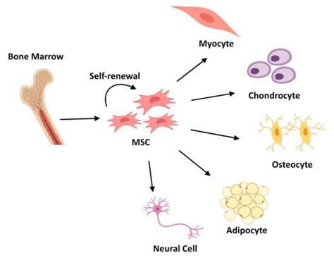 The development of mesenchymal stem cells (MSCs) into the three ...