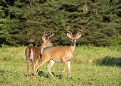 Free picture: white tailed, deer, male, buck, up-close, odocoileus virginianus