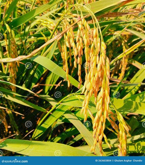 Rice Cop Field Green Paddy Dhan Seed Plantation Chawalfield Agriculture ...