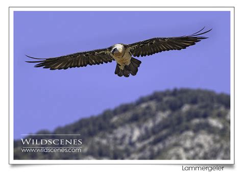 Yorkshire wildlife photographer | wildlife photographer Wakefield ...