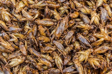 Premium Photo | Fried insects as a snack