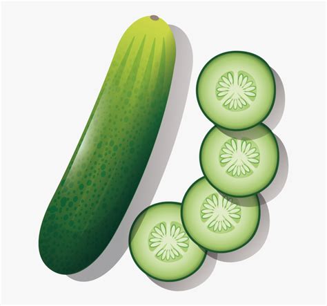 Cucumber Images For Drawing , Free Transparent Clipart - ClipartKey