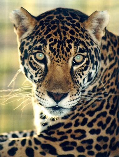 Jaguar (cat) | Facts About All