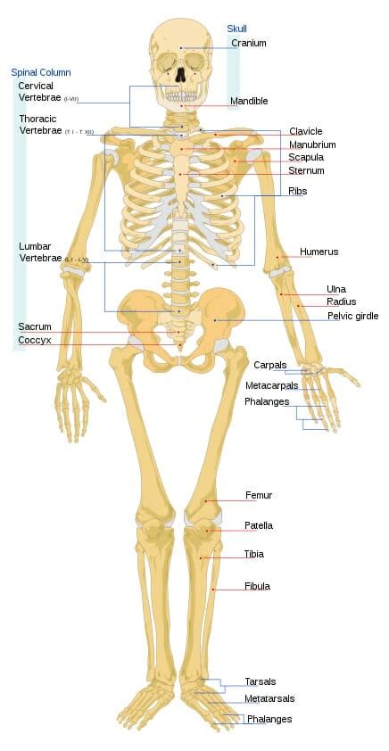 Endoskeleton - Definition, Function and Quiz | Biology Dictionary