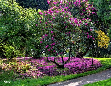 Castle Ward Gardens Photograph by Jake Steele - Pixels