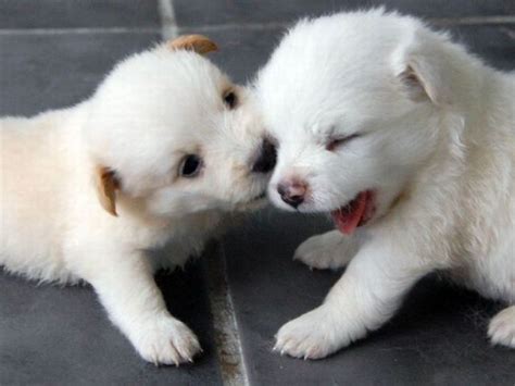 Puppy Kisses Puppy - 1Funny.com