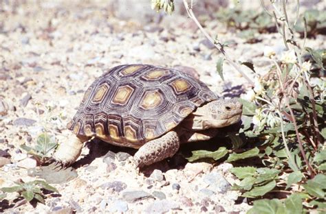 Tortoise - Death Valley National Park (U.S. National Park Service)