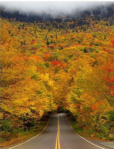 Autumn Tree Tunnel , USA Vermont state park. The eye-catching foliage starts changing its color ...