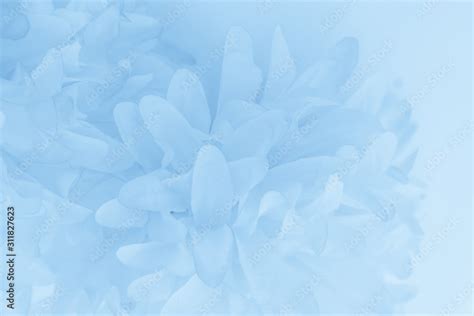 Light Blue Flower Wallpapers