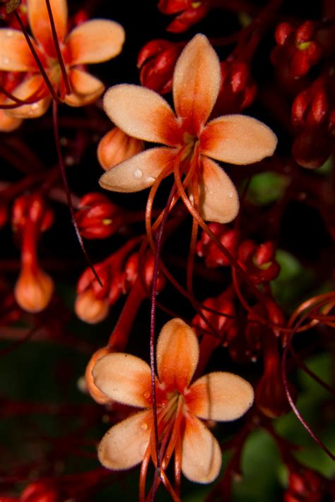 Clerodendrum paniculatum Foto & Bild | fotos, australia, flower Bilder auf fotocommunity