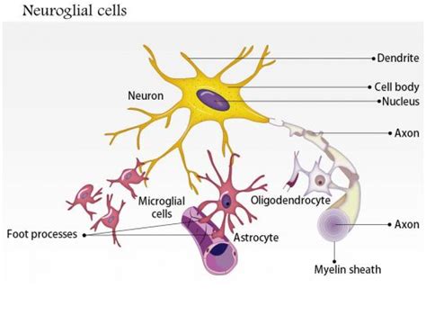 Neuroglia Diagram - Wiring Diagram Pictures