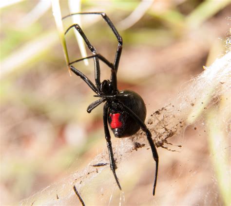 Black Widow Spider Pest Control In Utah | Stewart's