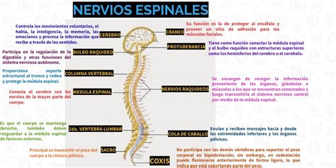 NERVIOS ESPINALES.