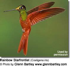 14 Beautiful Rainbow Starfrontlet Hummingbird Photography ideas | hummingbirds photography ...