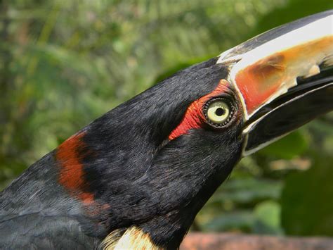 Birding with Jon Dunn in Honduras 2016 - Honduran Birds