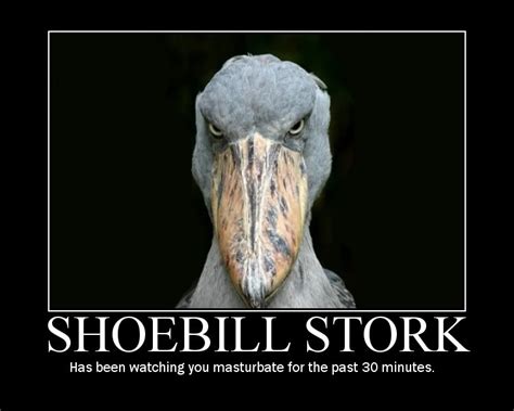 Has been watching you masturbate for the past 30 minutes | Shoebill Stork | Know Your Meme