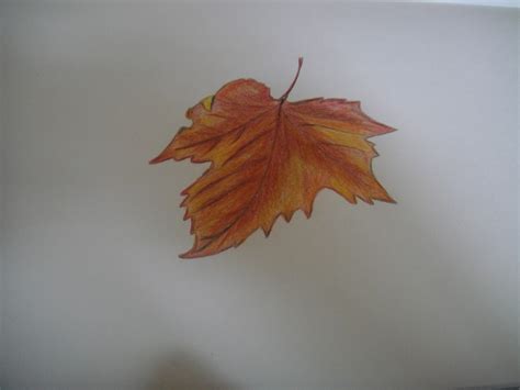 Literary Sojourn: another maple leaf ...pencil sketched