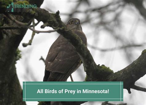 All 13 Birds of Prey in Minnesota! (Species ID Guide) (2023)