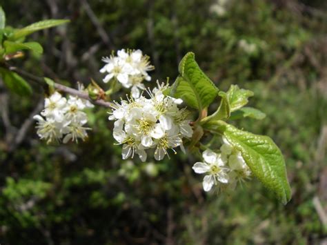 Bitter Cherry, Prunus emarginata | Native Plants PNW