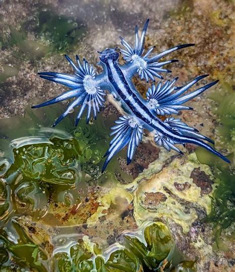 Blue dragons: Glaucus atlanticus sea slug spotted at Redhead, Bar Beach ...