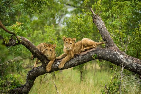 Lounging Lion Tree | Media Drum World