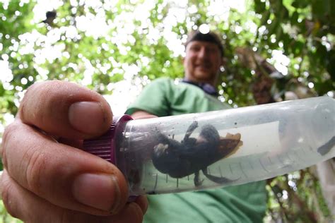 World’s biggest bee rediscovered after decades on ‘most wanted’ list | New Scientist