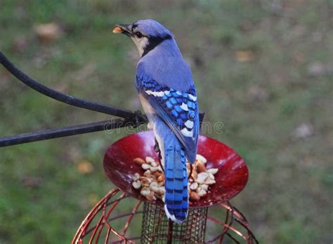 A Beautiful Blue Jay Eating Peanuts from a Bird Feeder Stock Photo - Image of bright, closeup ...