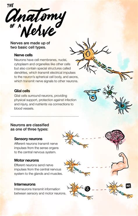 Nerve Regeneration: Possible to Reverse the Effects of Nerve Damage ...