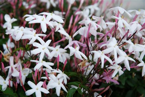 The 10 Best Smelling Plants for Your Garden