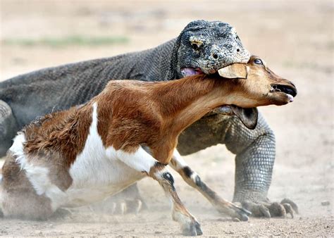 Komodo Dragon killing and eating an adult goat : r/natureismetal