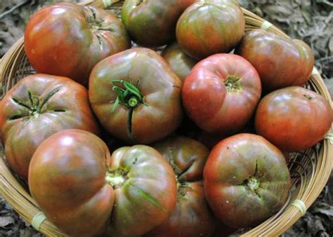 14 Best Tomato Varieties to Grow