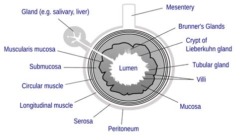 Lumen (anatomy) - Wikiwand