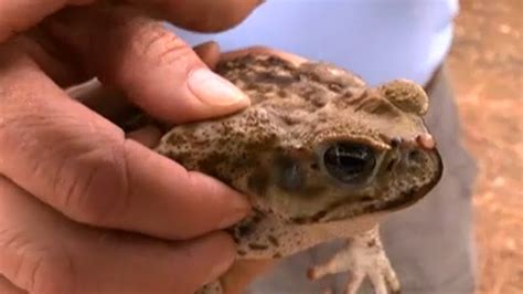 Invasive Cane Toads a Deadly Threat to Pets – NBC 6 South Florida