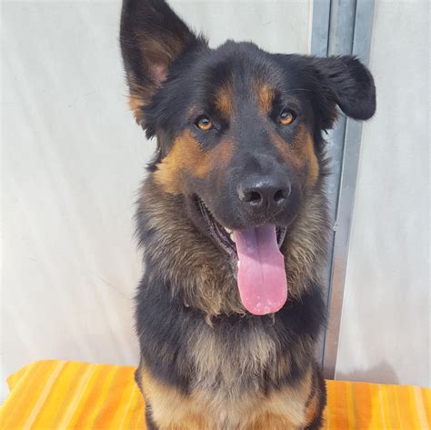 Diesel - Large Male German Shepherd x Rottweiler Mix Dog in VIC - PetRescue