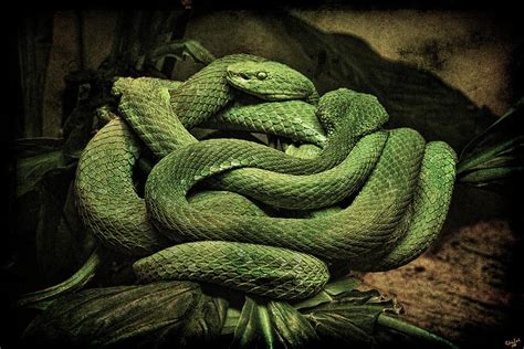 Snakes Alive Photograph by Chris Lord - Fine Art America