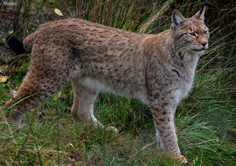 Lynx Eurasien Européen - Photo gratuite sur Pixabay - Pixabay