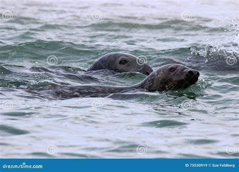 Swimming Seals stock image. Image of couple, pair, female - 75530919