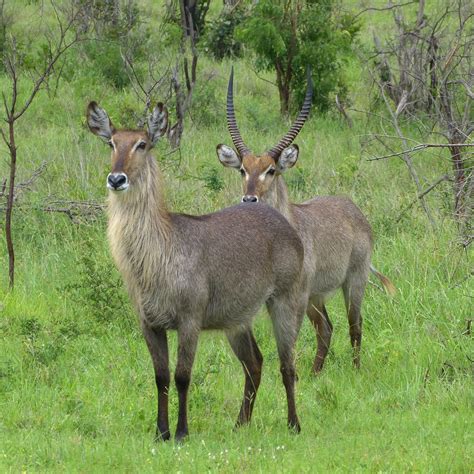 Waterbuck | Mike's Birds | Flickr