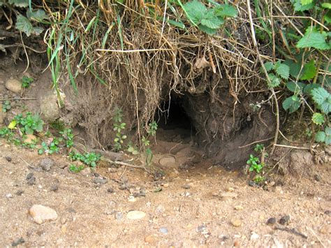 File:Rabbit burrow entrance.jpg - Wikipedia