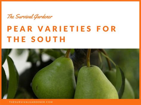 Pear Varieties for the South: What Will Grow? | The Survival Gardener