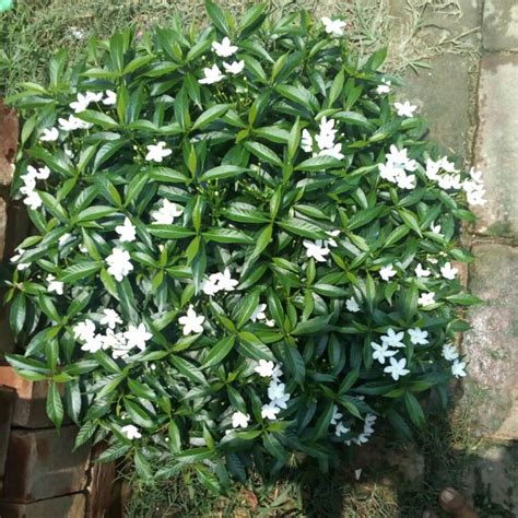 Tabernaemontana divaricata, Crape Jasmine - uploaded by @susmita