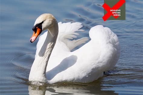 Outdoor Illinois Journal: Understanding the Impacts of Invasive Mute Swan Populations in Illinois