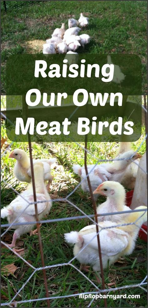 Raising Meat Birds on the Homestead | Meat birds, Free range chickens, Backyard chicken farming