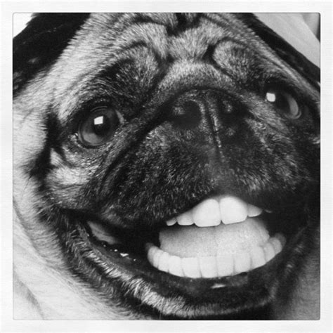 pug with great teeth.. so much easier to brush as well.. hehehe | Pugs, Angie, Teeth