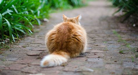 Why Do Cats Wag Their Tails - A Guide To Cat Tail Language