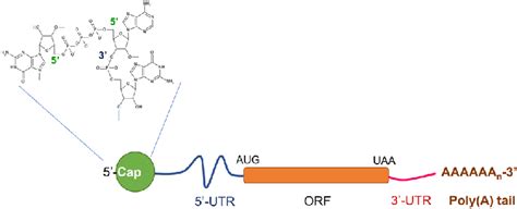 Anatomy of mRNA: A typical mRNA therapeutic contains 5'-cap, open ...