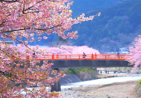 Kawazu - Japan Cherry Blossom Guide | japanese cherry blossom festival