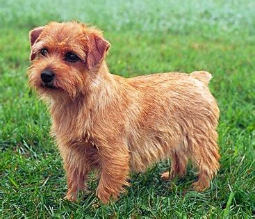 About Dog Norfolk Terrier: Basics of Norfolk Terrier Training